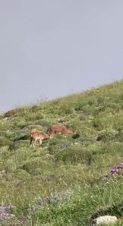 Никол Пашинян сфотографировал горных козлов на склонах горы Хуступ в Армении