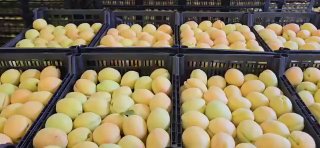 Армянские абрикосы выходят на рынок ЕС: старт экспорта в Польшу с 8 июля