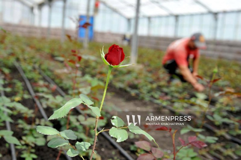 Министр иностранных дел Нидерландов Том Берендсен: Royal Flora Holland открывает рынок для армянских производителей цветов