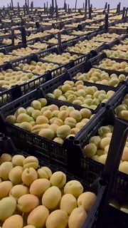 Армянские абрикосы впервые поступят в крупные сети ЕС: старт экспорта в Польшу