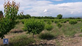 В Армении запущена программа субсидирования кредитов для агросектора: 11 тысяч фермеров получили 20 млрд драмов